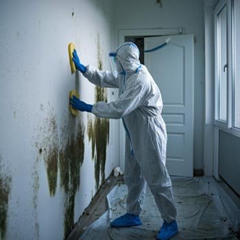 California Mold Remediation